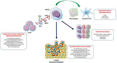 The New Era of Cancer Immunotherapy: Targeting Myeloid-Derived Suppressor Cells to Overcome Immune Evasion